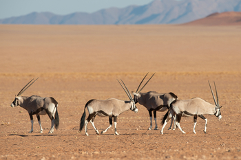 Kwessi Dunes: Oryxantilopen und Landschaft