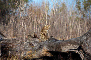 Little Makalolo Camp Little Makalolo Camp: Leopard auf Baumstamm