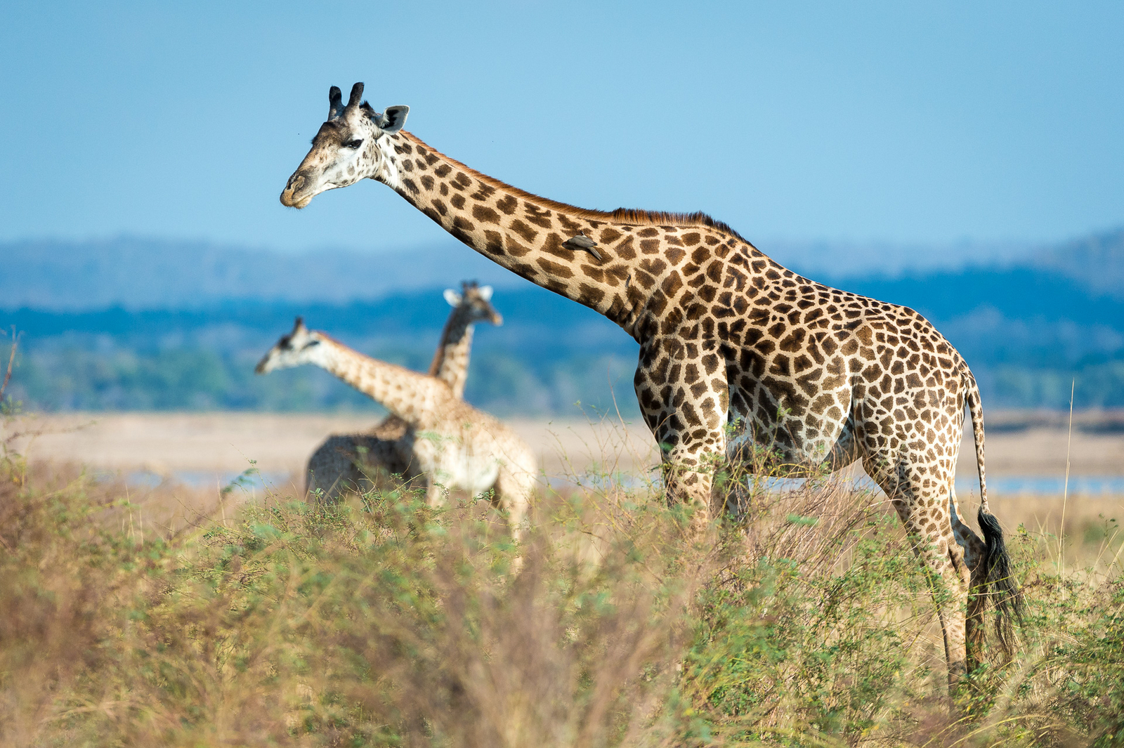 Luangwa River Camp Luangwa River Camp: .