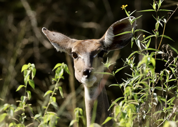 Mkomazi Wilderness Retreat: Reh mit aufmerksamen Blick im üppigen Grün