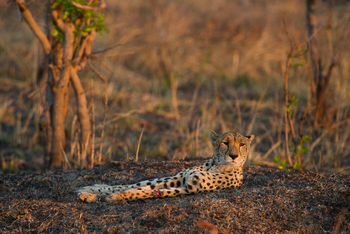 Mukambi Safari Lodge: Gepard