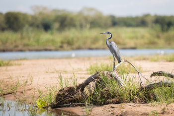 Mvuu Lodge: Black-headed Heron