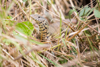 Mvuu Lodge: Nilwaran