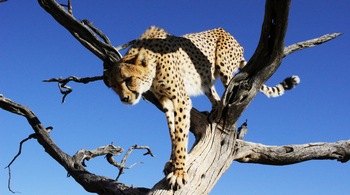 Naankuse Lodge: Gepard Wonder