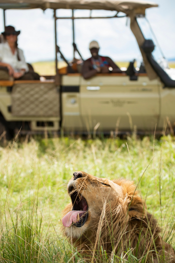 Naibor Camp: Gähnender Löwe