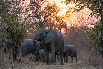 Nanzhila Lake Camp Nanzhila Lake Camp: Elefantenfamilie