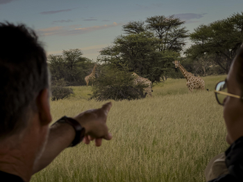 Ohorongo: Giraffen im Grasland