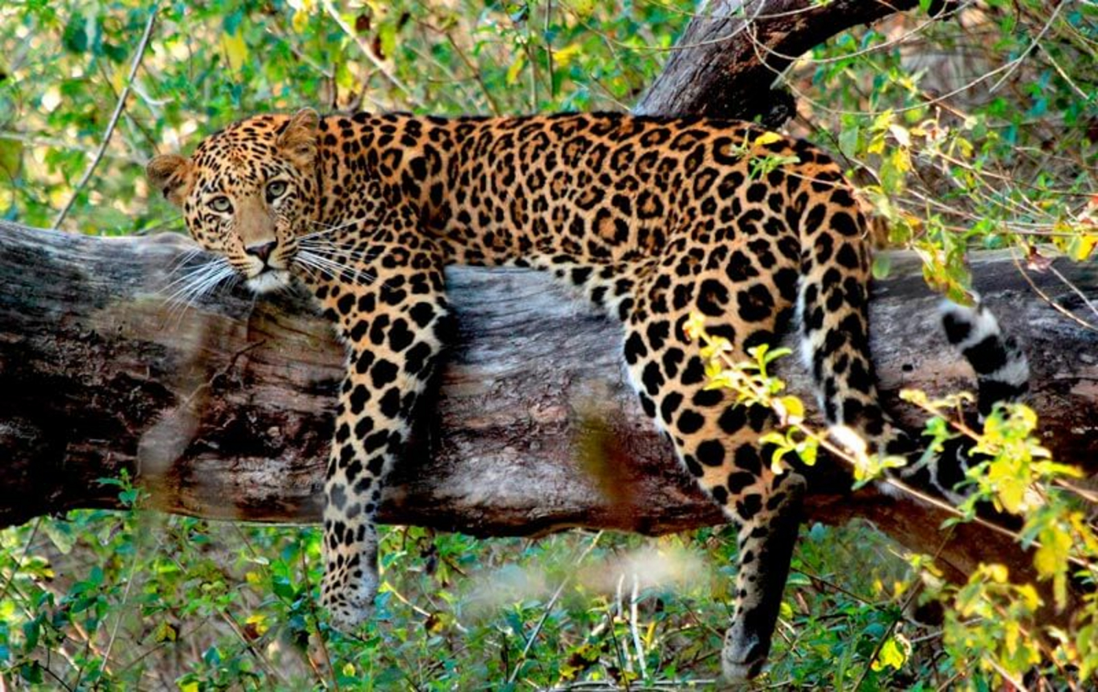 Paatlidun Safari Lodge Paatlidun Safari Lodge: Leopard