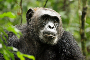 Papaya Lake Lodge: Gesicht