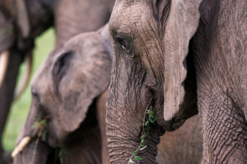 Rekero Camp: Elefant