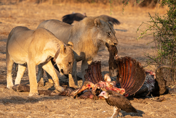 Robin Pope Safaris Robin Pope Safaris: Löwen mit Resten von Beute