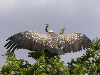Saruni Samburu: White-backed Vulture