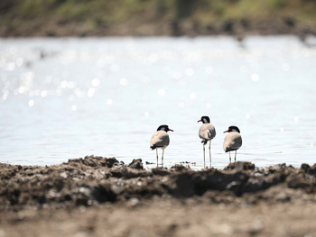 Sawai Vilas: Lake Mansarovar - Lapwings