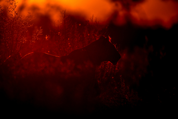 Selinda Explorers Camp Selinda Explorers Camp: Löwensilhouette