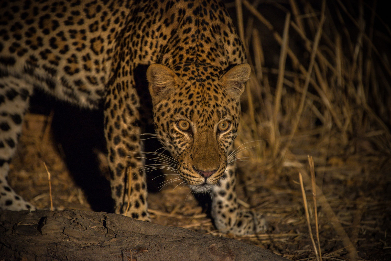Shawa Luangwa Camp Shawa Luangwa Camp: Leopard bei Nacht