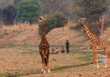 Shenton Safaris: Walking Safari