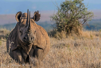 Sirikoi Lodge Sirikoi Lodge: Nashorn
