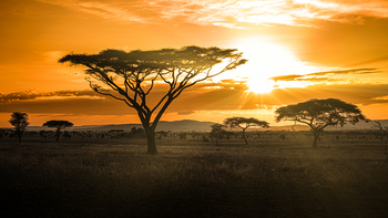 Siringit Serengeti Camp: Schirmakazie