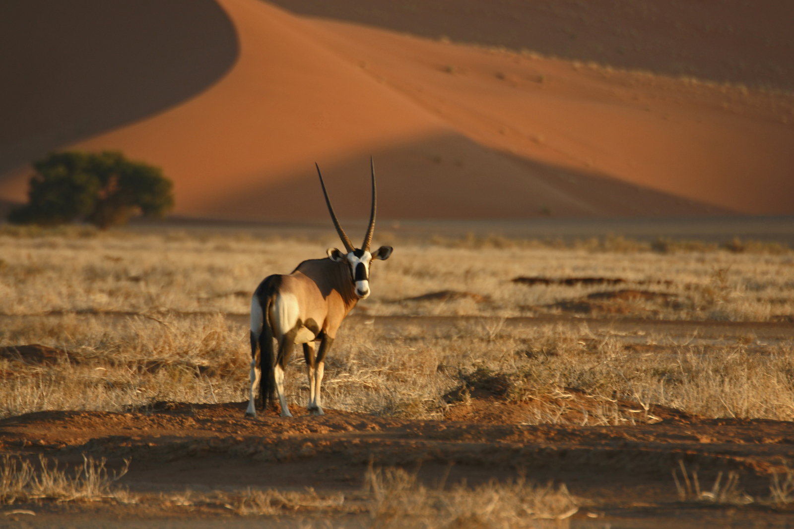Sossusvlei Lodge Sossusvlei Lodge: Oryx
