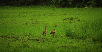 Svasara Jungle Lodge: Whistling Ducks