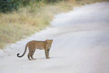 The Hide: Leoparda auf der Piste