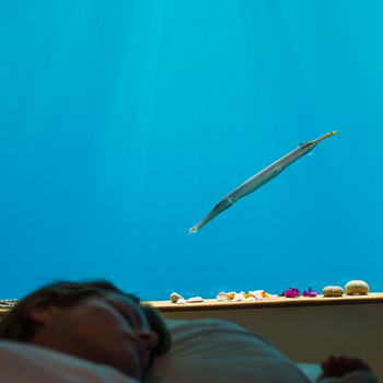 The Manta Resort: Nadelfisch am UNterwasserfenster