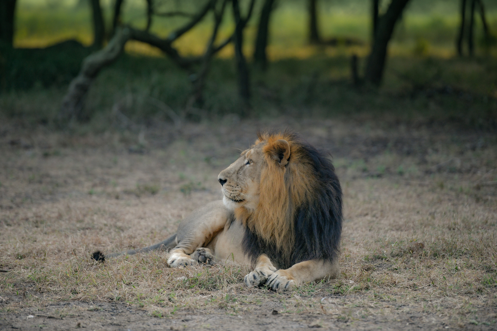 The Postcard Gir Wildlife Sanctuary The Postcard Gir Wildlife Sanctuary: Löwenmähne