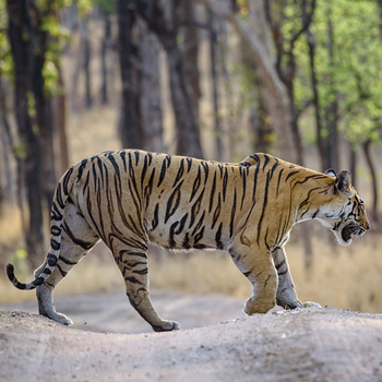 The Riverwood Forest Retreat: Tiger auf der Piste