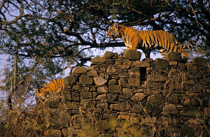 Tiger in Ranthambore National Park