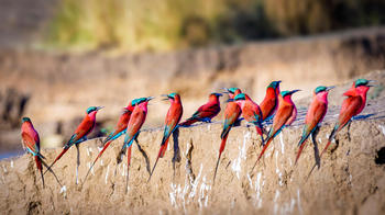 Vundu Camp Vundu Camp: Karminspinte