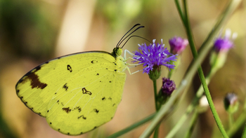 Bagh Villas: Schmetterling