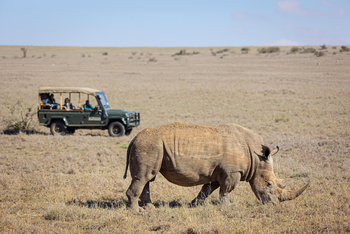 Borana Lodge Borana Lodge: Nashorn vor Safari Auto