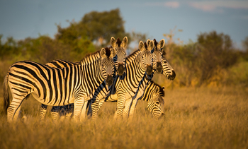 Bushman Plains Camp: Zebras