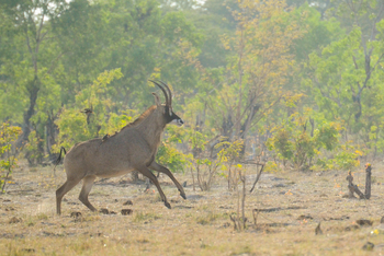 Camp Hwange: Pferdeantilope
