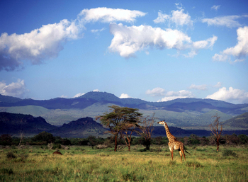 Campi ya Kanzi: Giraffe vor den Chyulu Hills
