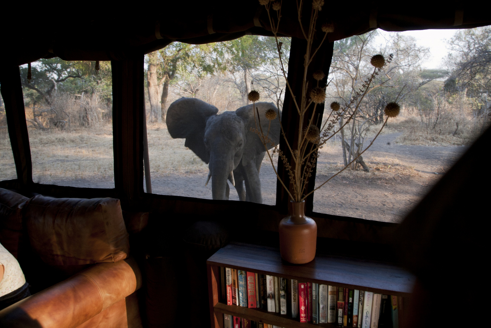 Chada Katavi Camp Chada Katavi Camp: Besuch von jungem Elefanten