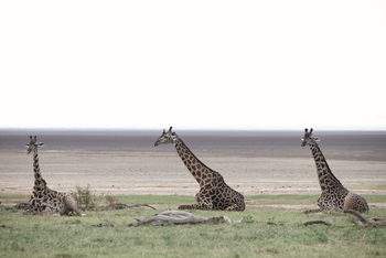 Chem Chem Lodge: Ruhende Giraffen