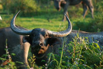 Diphlu River Lodge: Indischer, wilder Wasserbüffel