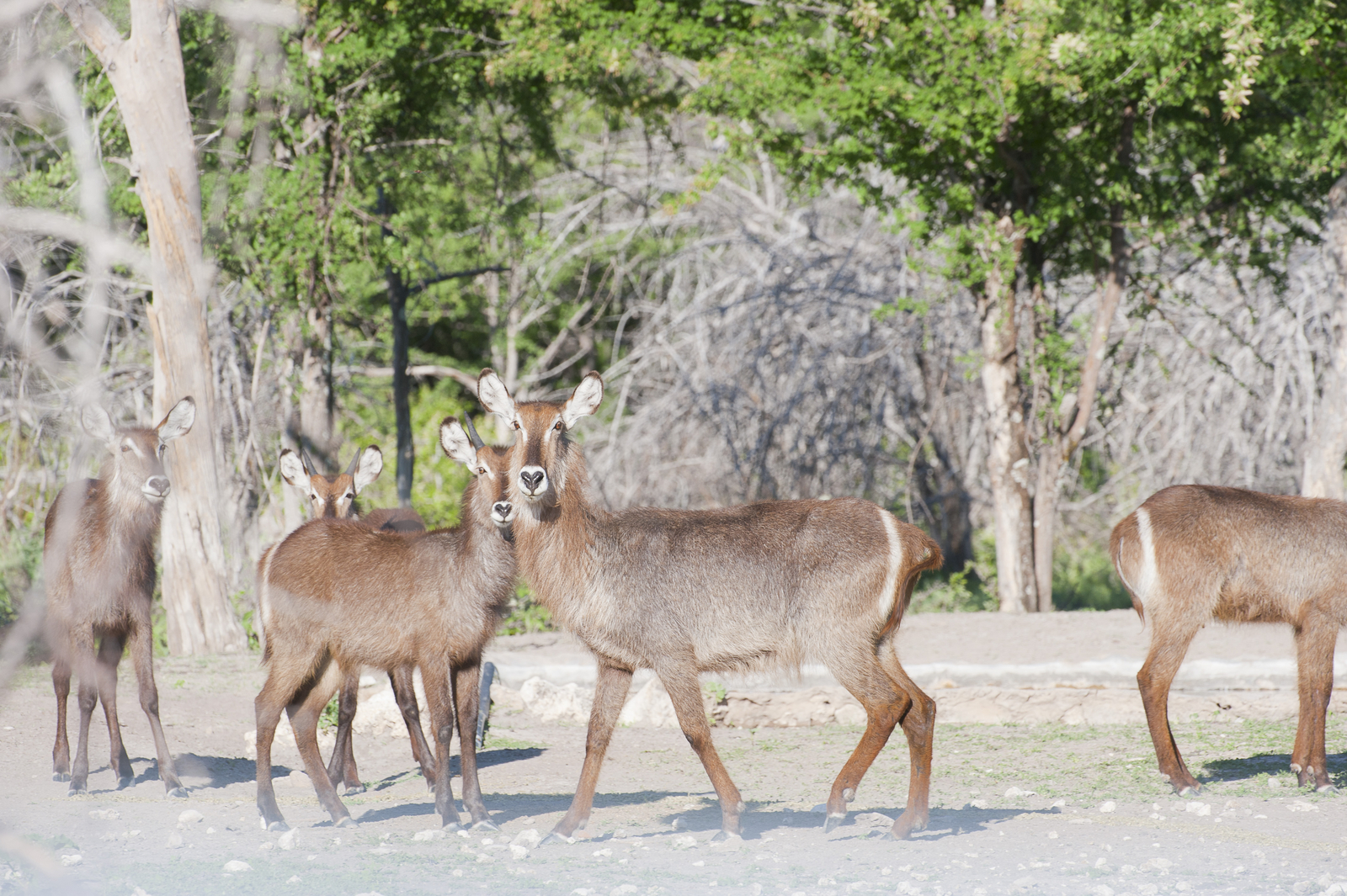 Emanya Etosha Game Lodge Emanya Etosha Game Lodge: Wachsame Wasserböcke