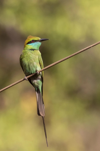 Emerald Tiger Retreat: Bienenfresser