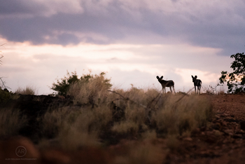 Finch Hatton's Lodge Finch Hatton's Lodge: Wildhunde