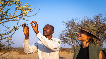 Gham Dhao Lodge Gham Dhao Lodge: Blühender Baum
