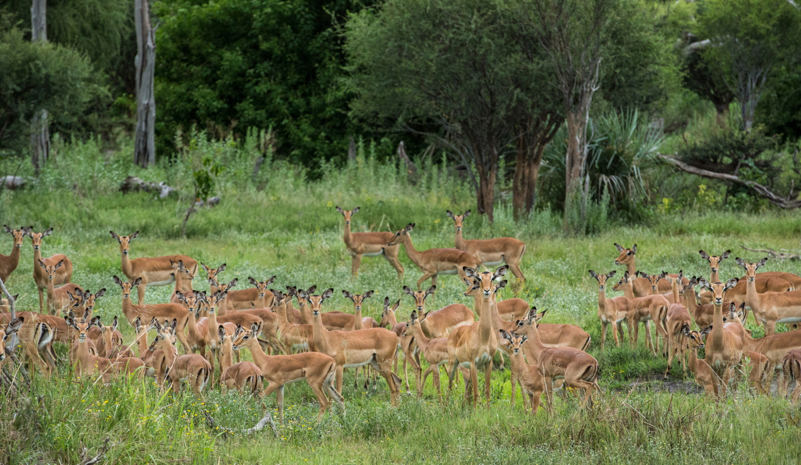 Gomoti Plains Camp Gomoti Plains Camp: Tiere und Landschaft