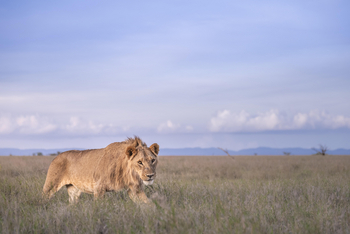 Governors' Mugie: Lion Tracking