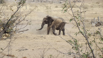 Hobatere Lodge: Tobender Elefant