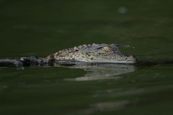 Ila Safari Lodge Ila Safari Lodge: Babykrokodil