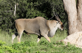 Imvelo Safaris Imvelo Safaris: Eland mit Oxpecker am Bauch seitlich