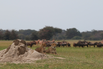 Imvelo Safaris Imvelo Safaris: Geparde neben Termitenhügel