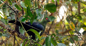 KaingU Safari Lodge: Schalow's turaco