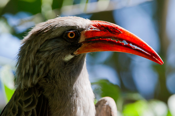 King's Pool Camp King's Pool Camp: Hornrabe